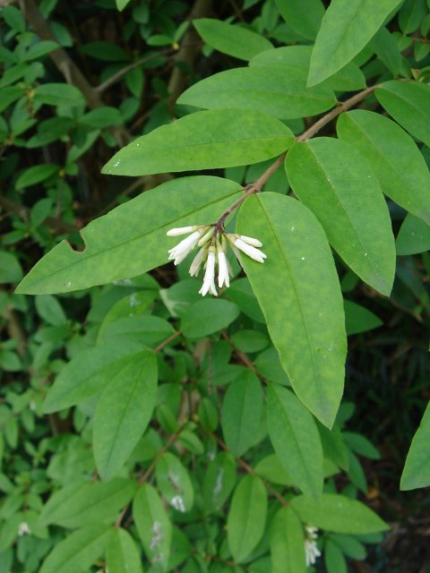 Ligustrum acutissimum P1D